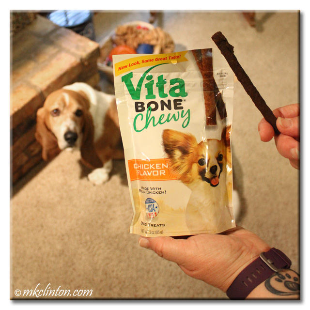 Basset Hound looking up at Vita Bone Chewy bag and treat