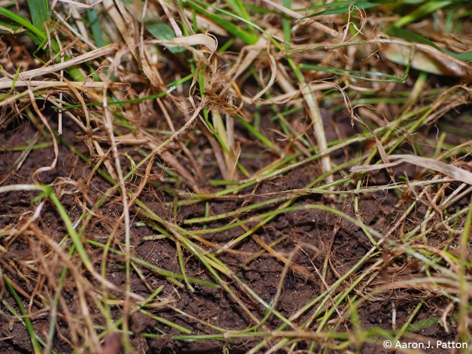 Purdue Turf Tips: Weed of the Month for November 2014 is Roughstalk ...