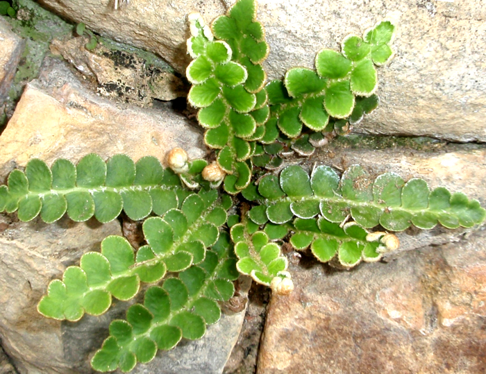 Doradilla (Ceterach officinarum o Asplenium ceterach)