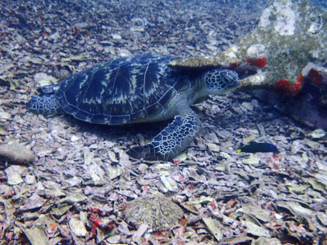 バリ島発、ギリ3島シュノーケリング専門ツアー、ポイントマップ