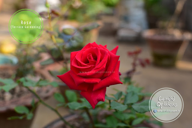 Red Rose On Our Terrace Garden