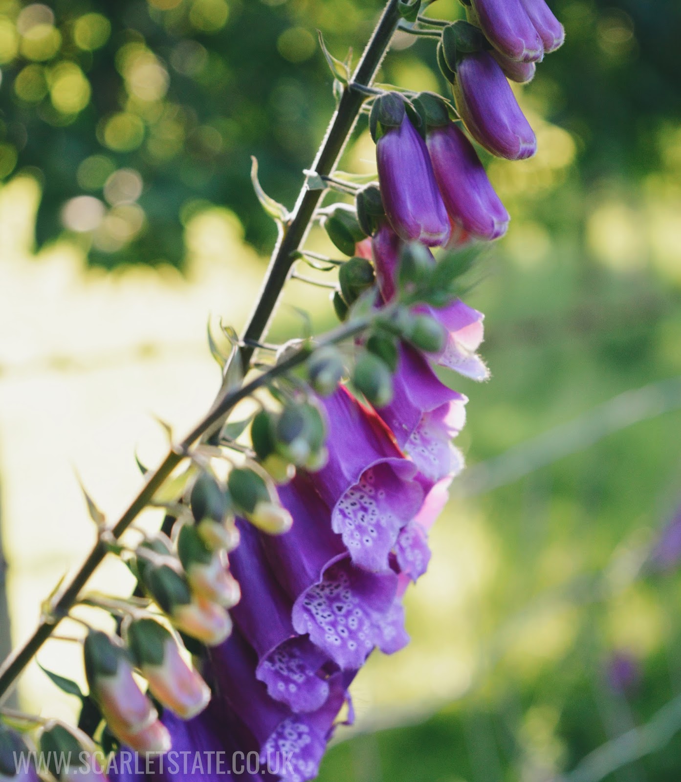 Macro shot of Foxgloves