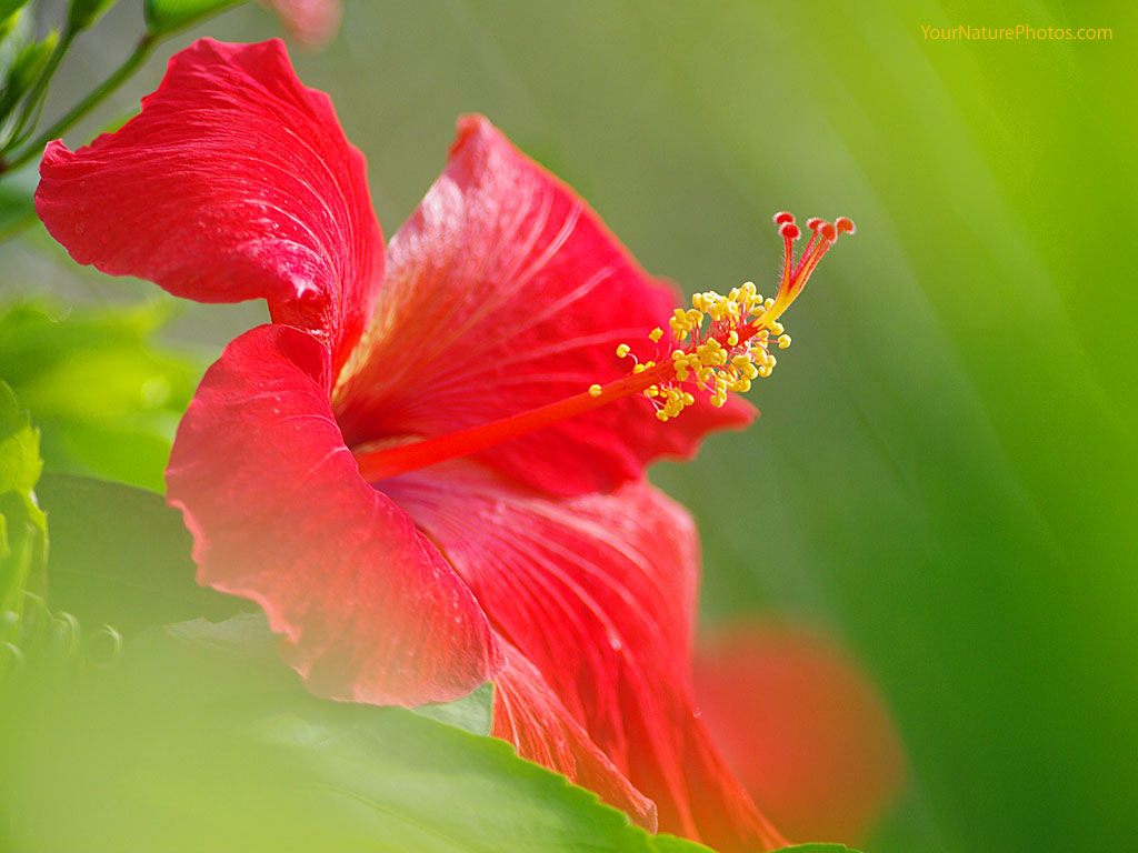 Flowers Wallpapers Hibiscus Flowers Wallpapers HD Wallpapers Download Free Map Images Wallpaper [wallpaper376.blogspot.com]