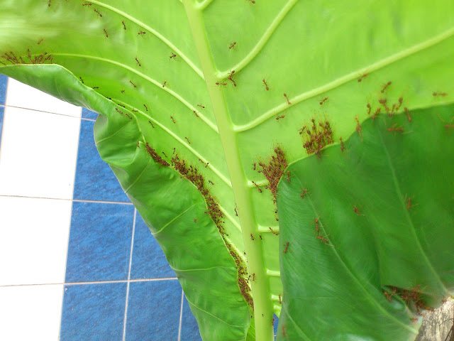 大红蚂蚁折叶筑巢