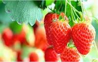 Manfaat Tersembunyi Dari Buah Strawberry Bagi Kesehatan