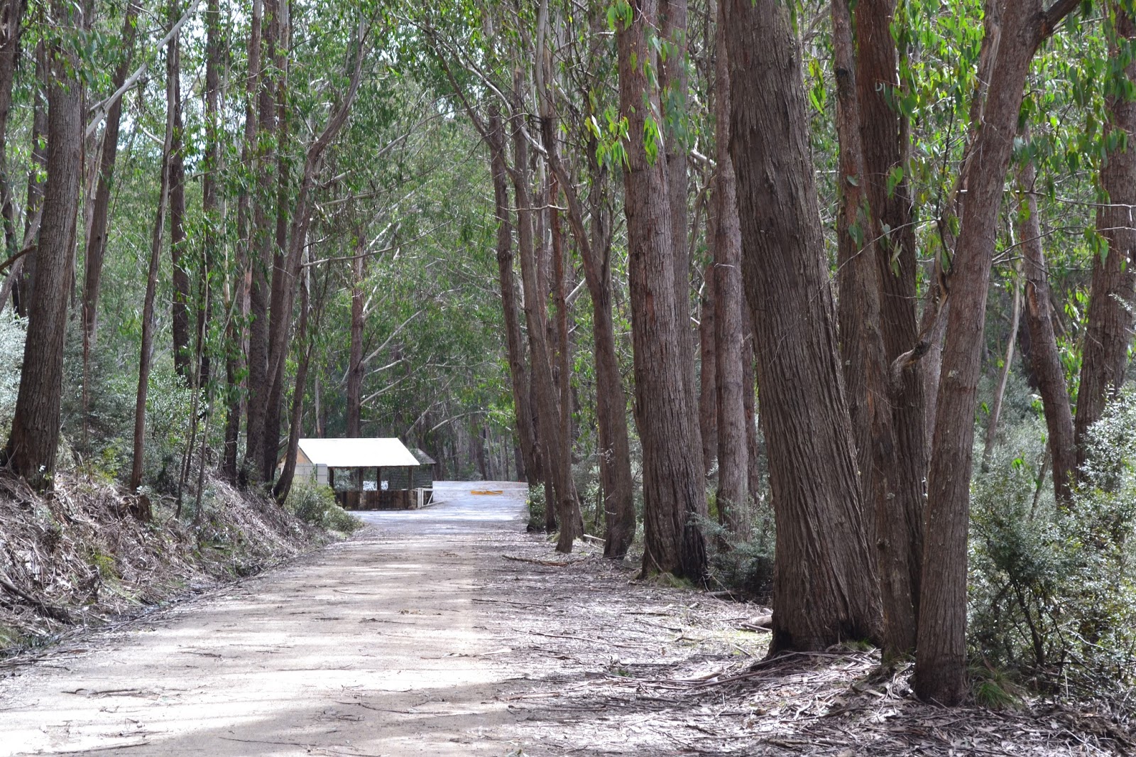 Goin' Feral One Day At A Time Mt Stirling Circuit, Alpine National