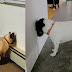 If You Find Your Pet Doing This, Take Them To The Vet Immediately