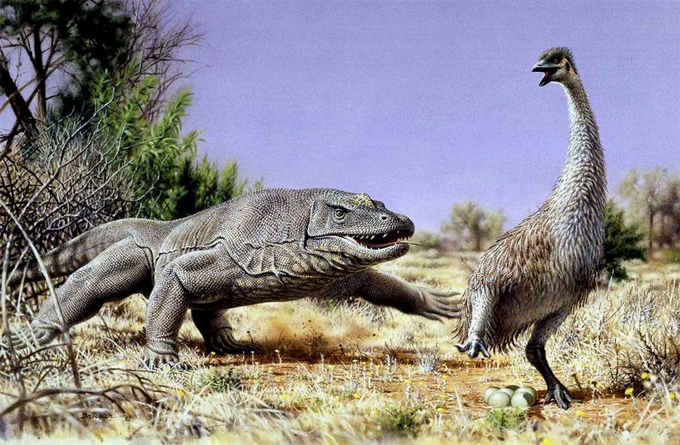 Resultado de imagen para Lagarto Gigante Megalania