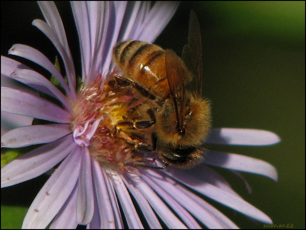 My Garden: Black Bees