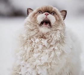 بالصور: حيوانات لطيفة تلعب في الثلج للمرة الأولى