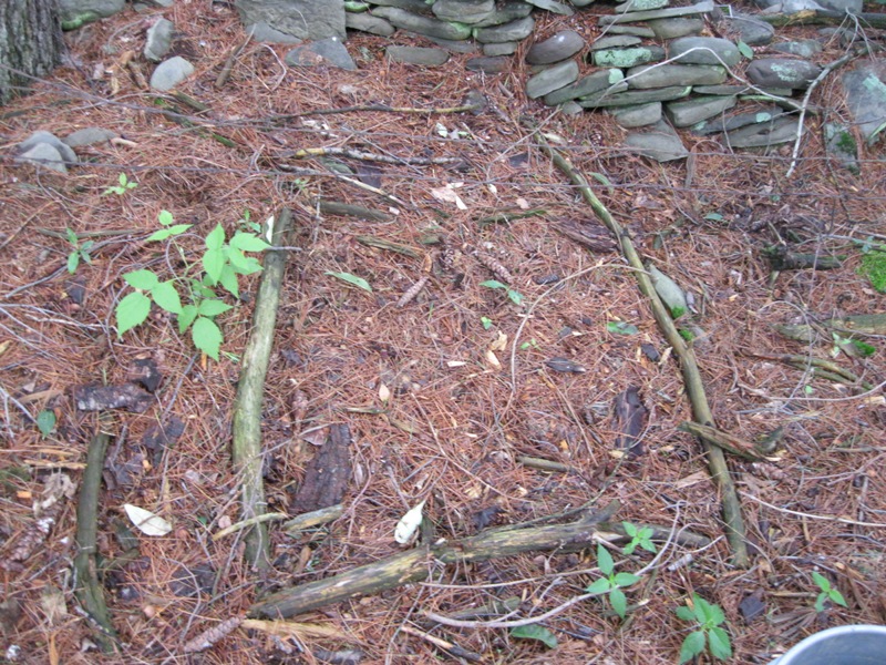 Plants and Stones Final Arbutus Move
