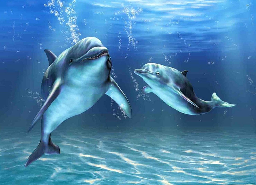  Gambar  Ikan  Lumba Lumba  di Laut Terbaru gambarcoloring