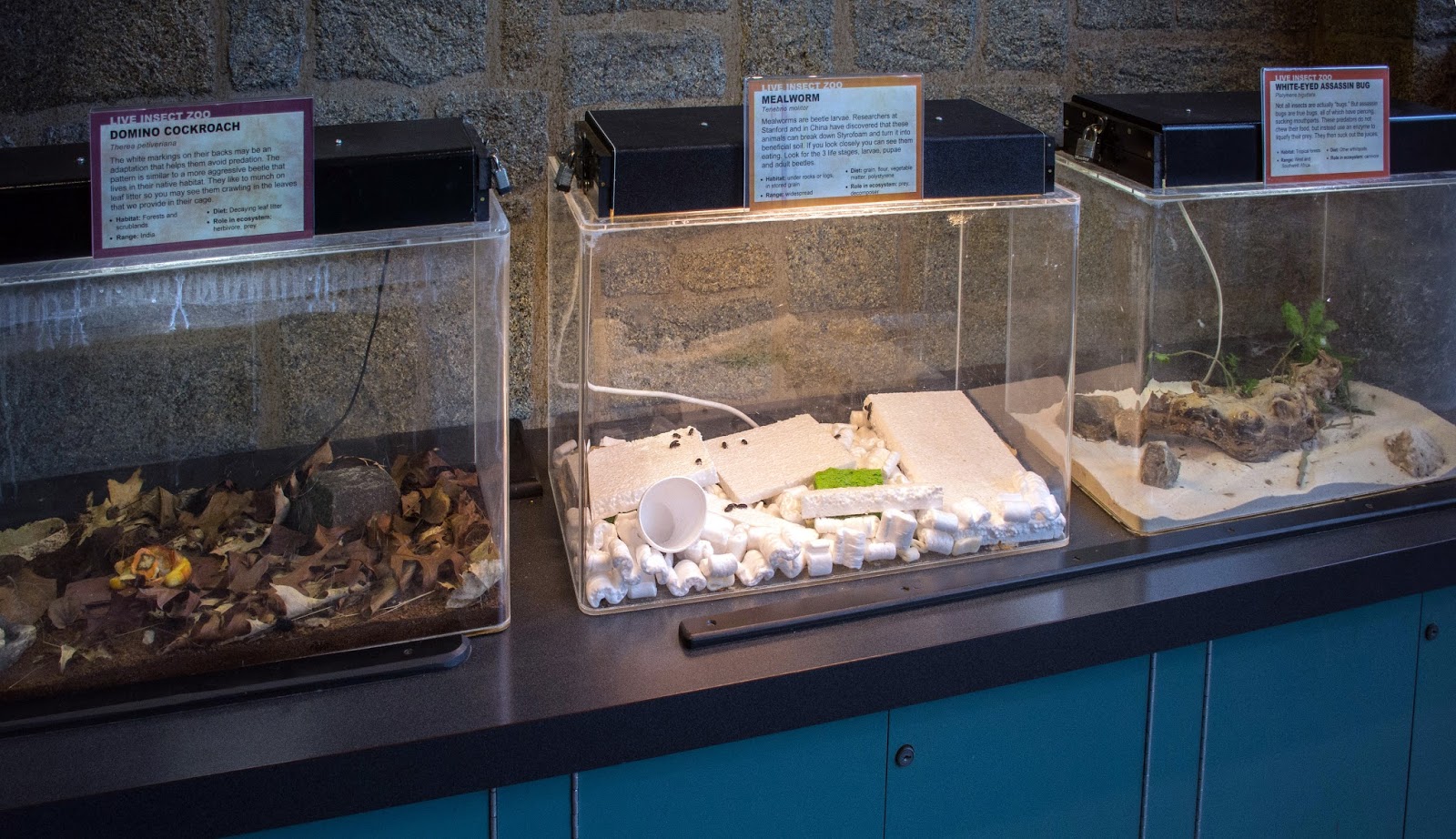 Pacific Science Center Life Sciences Can Mealworms Digest Plastic?