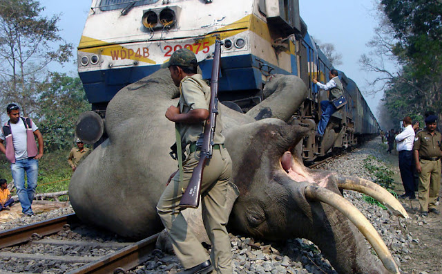 Trem atropela e mata elefante na Índia