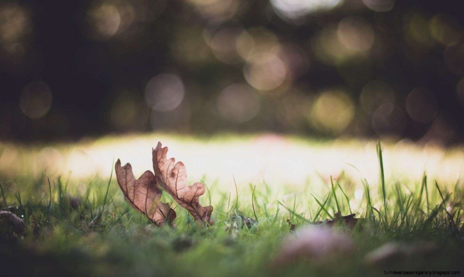 Nature Bokeh Wallpapers 6856566