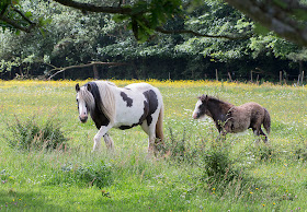 Horses in the field next to Cudham Road, Downe.  16 June 2012.