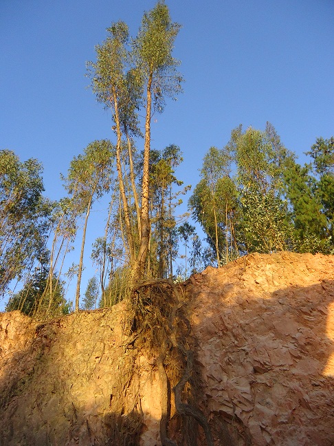 MUEBLES DOMOTICOS: ELEMENTOS DE UN ÁRBOL