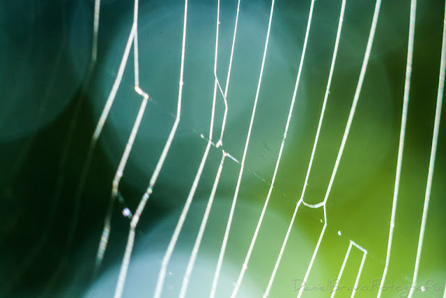 Fotografía macro de los hilos de una tela de araña