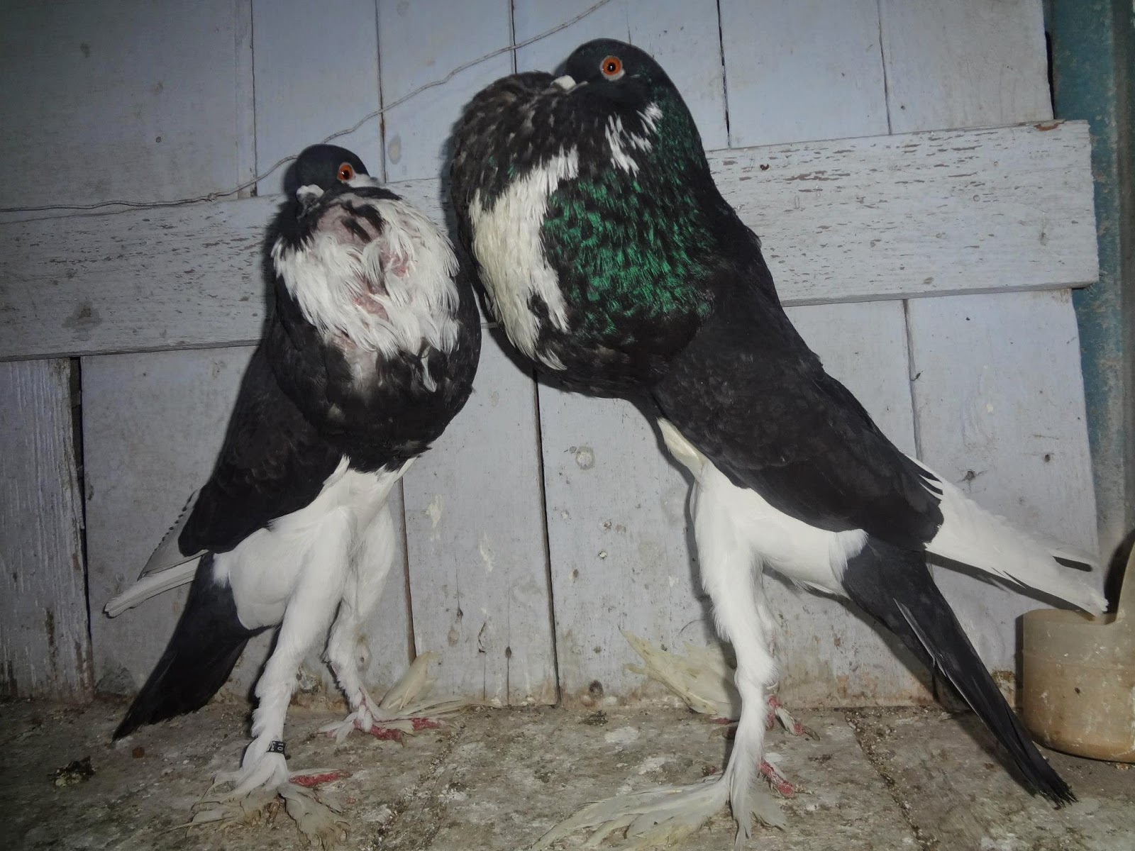 Fancy Pigeon Breeds: English Pouter