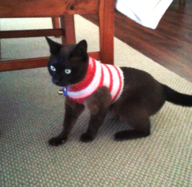 cat sock sweater