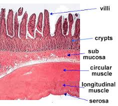 Anatomi Usus Halus PSYCHOLOGYMANIA