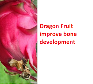 Dragon Fruit improve bone development Dragon Fruit improve bone development