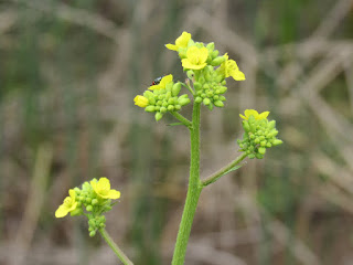 wildflower wednesday gray lodge wildlife area