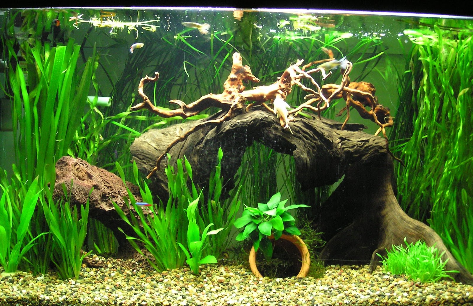 Top Tips Tropical Fish Care Tropical Fish Care