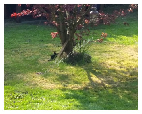 Die 196 Besten Bilder Zu Frohe Ostern In 2020 Frohe Ostern