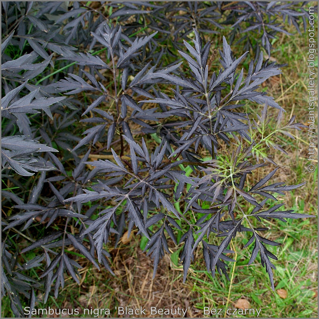 Sambucus nigra 'Black Beauty' leawes - Bez czarny ‘Black Beauty’ liście