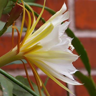 Weißlichgelbe Blüte des Epiphyllum Kaktus