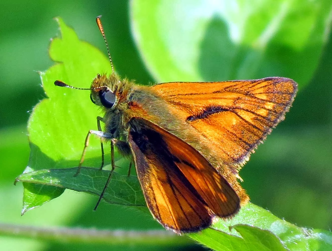 Large Skipper ~ Insects World Large Skipper ~ Insects World
