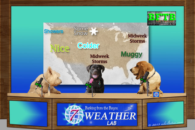 BFTB NETWoof weather with Paisley the Lab