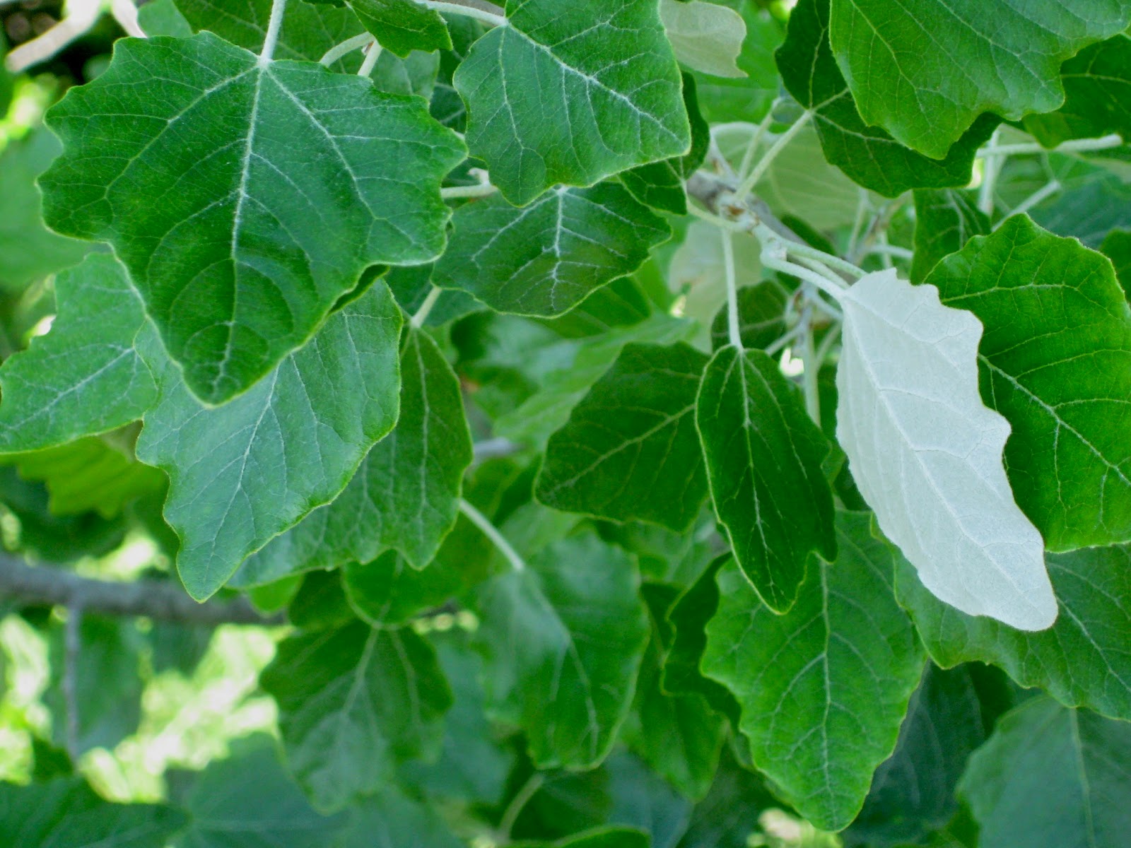 Trees of Santa Cruz County Populus alba White Poplar