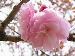 sakura flower pink flowers bunga beauty japan japanese unique blossom which dari tree trees ethnic cultural