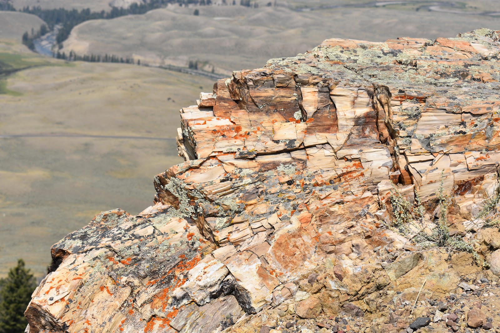 WANDERING WILBURY'S Our Life in Yellowstone land of FOSSIL FOREST