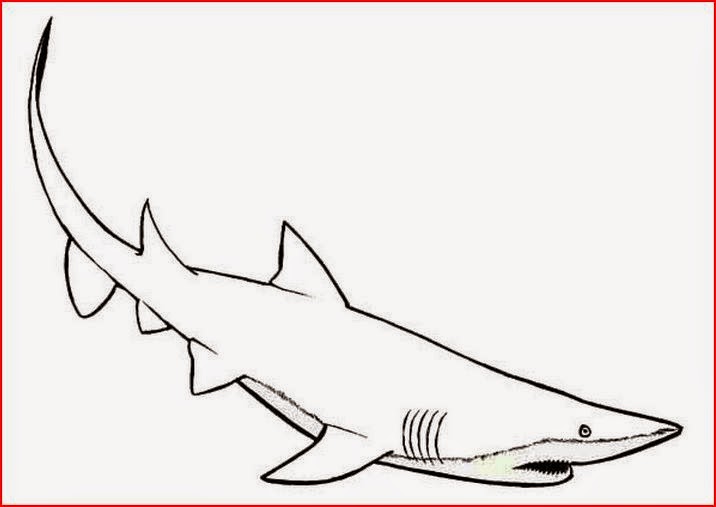 Coloring Pages: Shark Coloring Pages Free and Printable