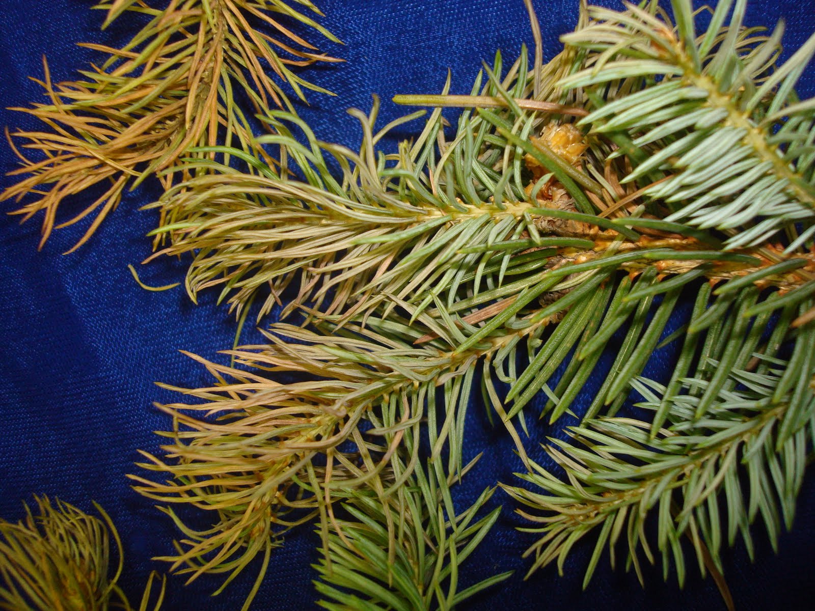 University of Illinois Plant Clinic Spruce and Pine damage {Herbicide