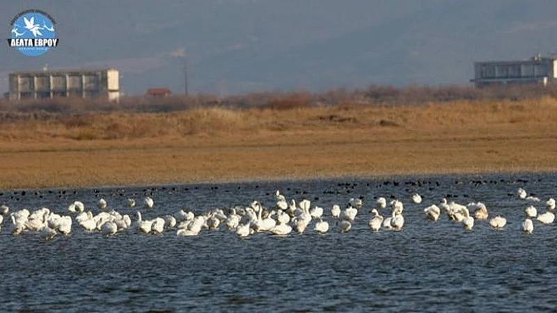 Νέες εντυπωσιακές καταγραφές υδρόβιων πουλιών στο Δέλτα Έβρου