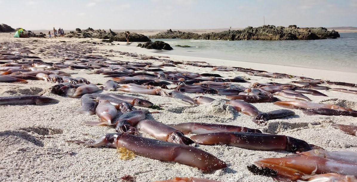 Cosa succede con le migliaia di seppie bloccate sulla costa di Atacama in Cile.