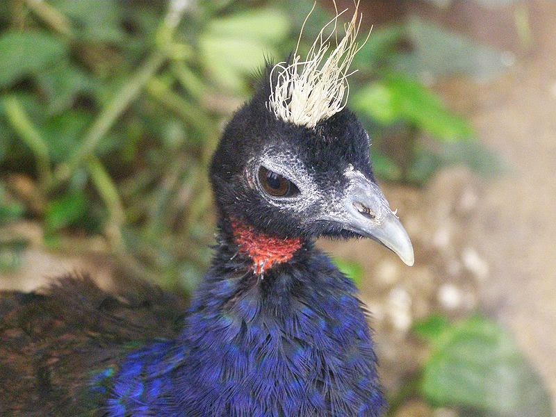 Animal Pictures Congo Peafowl