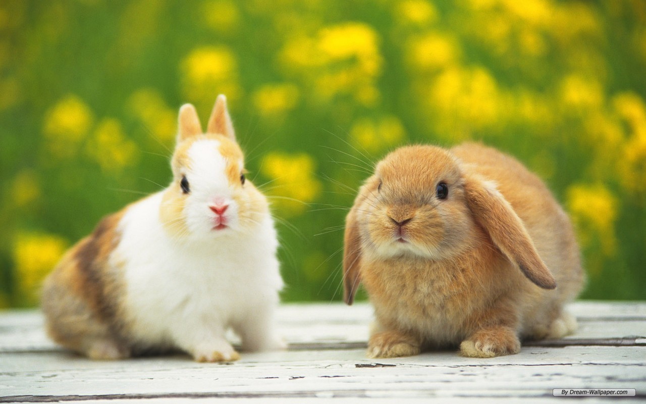 HD Animals: Bunny rabbit pictures