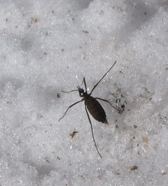 Bug Eric Fly Day Friday Snow Flies