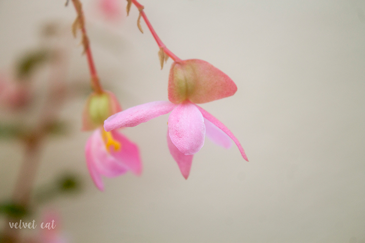 jardines botanicos fondos descargables