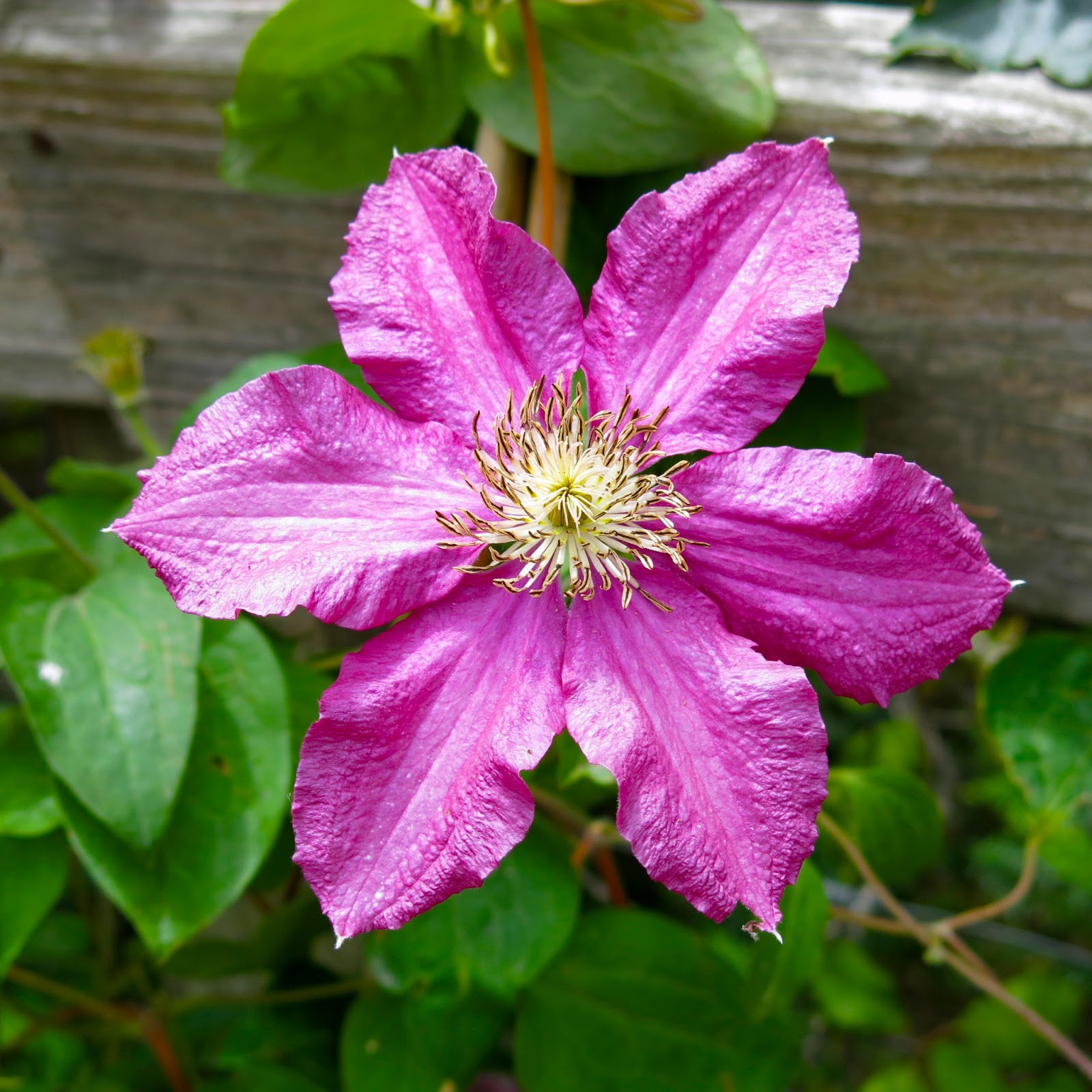 Star Essence Blog Making the Clematis Essence The Message to Make It