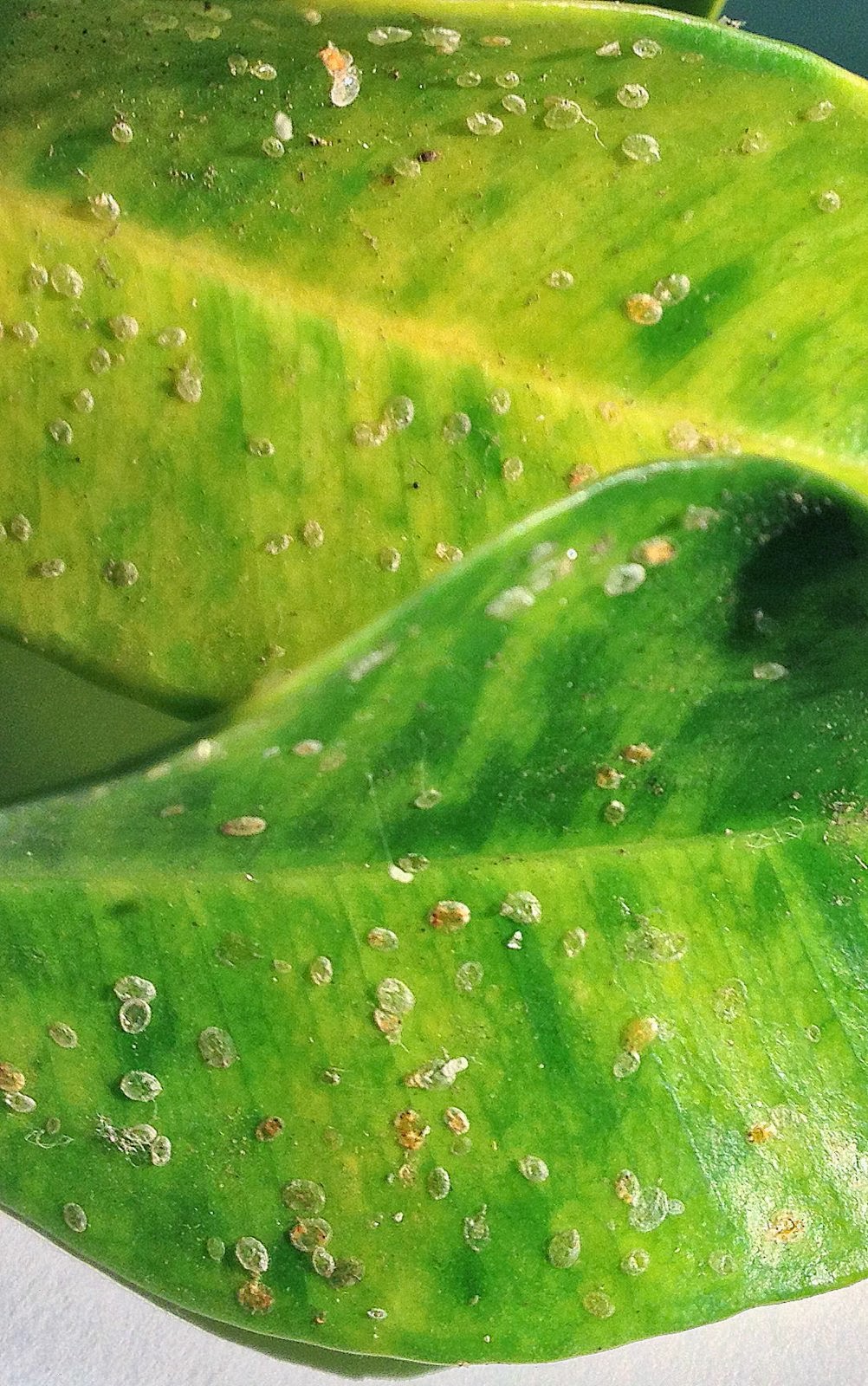 L.A. County Arboretum & Botanic Garden Plant Info: Ficus Whitefly: New ...
