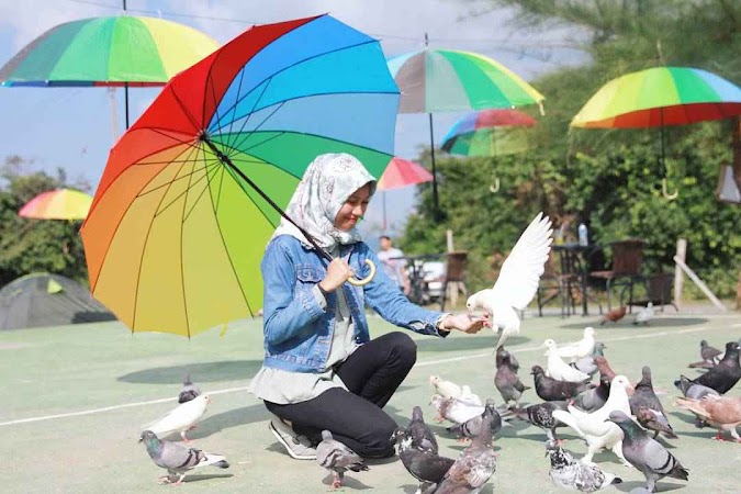 Lokasi Dan Harga Tiket Masuk Taman Wisata Burung Dara Indrapuri Aceh Besar