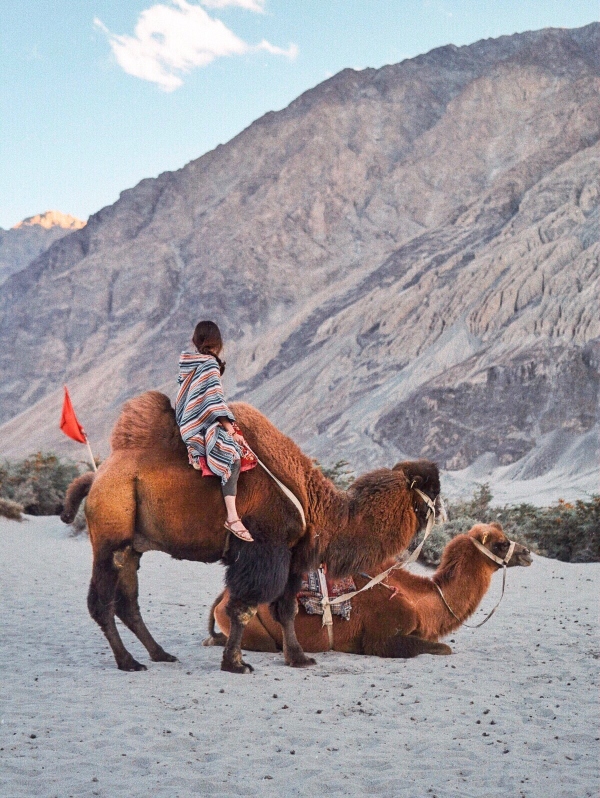 Hunder camel Ladakh