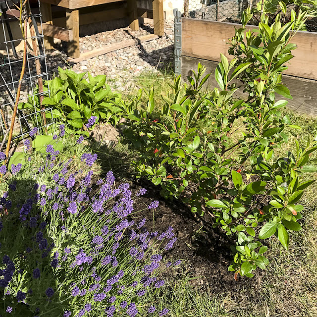 lavendel och aronia lavendel, aronia