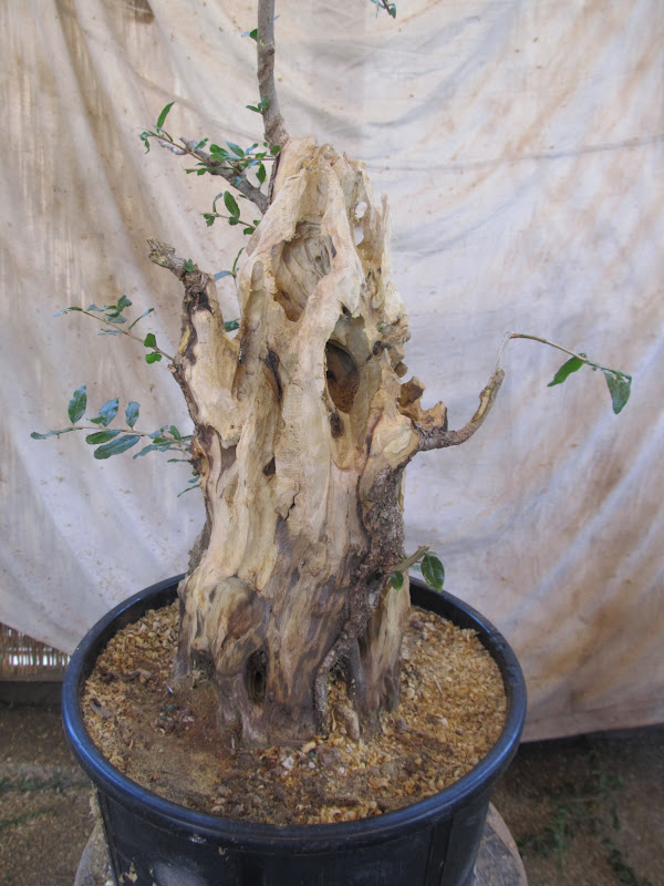 bonsaibp's bonsai blog Carving a pomegranate part two